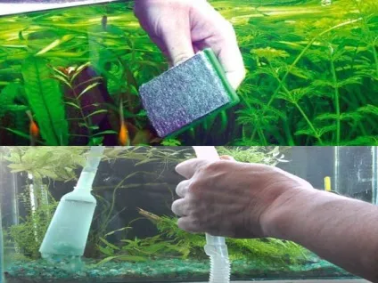 Як позбавиться від водоростей, сайт аква-ас (профілактика від водоростей) Як позбавиться від водоростей, сайт аква-ас