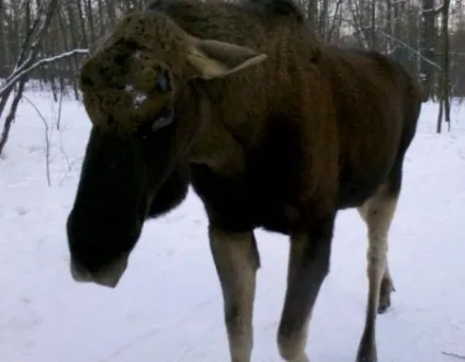 Як кричить лось під час гону слухати