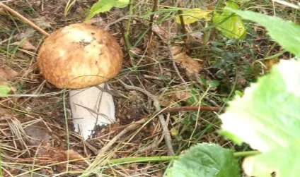 Як маринувати гриби на зиму в банках простий рецепт, devchatt (рецепт) Як маринувати гриби на зиму в банках простий рецепт, devchatt