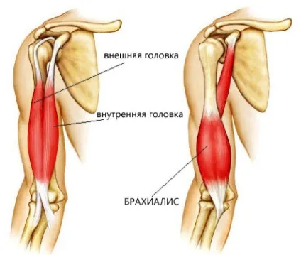 Як накачати потужний і рельєфний біцепс, здорове тіло (біцепс) Як накачати потужний і рельєфний біцепс, здорове тіло