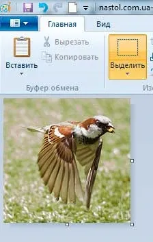 Як обрізати картинку в paint або іншими стандартними засобами (фотографія) Як обрізати картинку в paint або іншими стандартними засобами