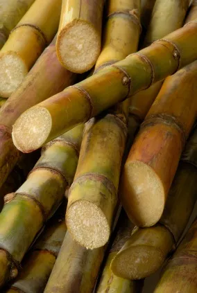 Як визначити підробку тростинного цукру (продукти харчування) Як визначити підробку тростинного цукру