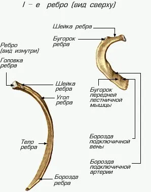 Як визначити забій або перелому ребер (ребер) Як визначити забій або перелому ребер