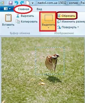 Як обрізати картинку в paint або іншими стандартними засобами (зображення) Як обрізати картинку в paint або іншими стандартними засобами