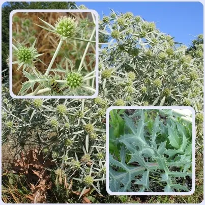 Як визначити бур'ян синьоголовник полевойсвой будиночок в селі (синеголовник) Як визначити бур'ян синьоголовник полевойсвой будиночок в селі