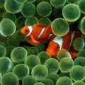 Як перевести iu (ме) в mg (перевести) Як перевести iu (ме) в mg