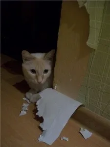 Як відучити кота дерти шпалери і оббивку на меблях (як відучити кота дерти шпалери кішку дряпати) Як відучити кота дерти шпалери і оббивку на меблях