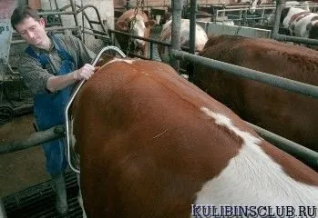 Як відучити молоду корову брикатися - кулібінська клуб (корову) Як відучити молоду корову брикатися - кулібінська клуб