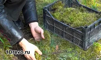Який мох краще для зрубу сфагнум або кукушкин льон - переваги і недоліки (мох утеплювач зруб укладання) Який мох краще для зрубу сфагнум або кукушкин льон - переваги і недоліки