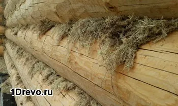 Який мох краще для зрубу сфагнум або кукушкин льон - переваги і недоліки (сфагнум) Який мох краще для зрубу сфагнум або кукушкин льон - переваги і недоліки