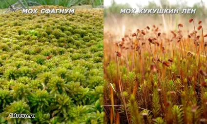 Який мох краще для зрубу сфагнум або кукушкин льон - переваги і недоліки (кукушкин) Який мох краще для зрубу сфагнум або кукушкин льон - переваги і недоліки