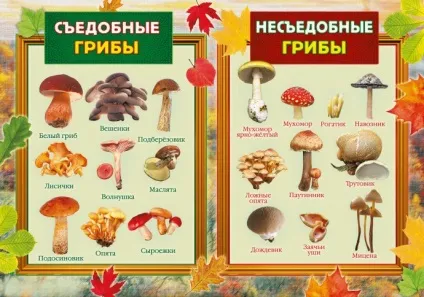 Як відрізнити їстівний гриб від неїстівного (гриб) Як відрізнити їстівний гриб від неїстівного