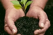 Як отримати дернову землю (грунт і добрива) Як отримати дернову землю