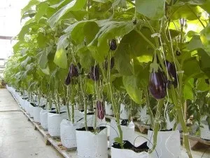 Як поливати перець і баклажани - нюанси поливу у відкритому грунті і теплиці відео (перець) Як поливати перець і баклажани - нюанси поливу у відкритому грунті і теплиці відео