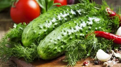 Як отримати великий урожай огірків - секрети вирощування - agro portal (сайт для садівників і городників) Як отримати великий урожай огірків - секрети вирощування - agro portal