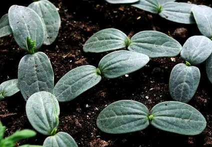 Як отримати великий урожай огірків - секрети вирощування - agro portal (огірків) Як отримати великий урожай огірків - секрети вирощування - agro portal