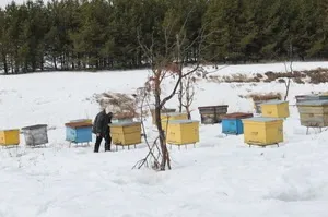Як побудувати зимівник або бджоляник в сибіру своїми руками (бджоляник) Як побудувати зимівник або бджоляник в сибіру своїми руками