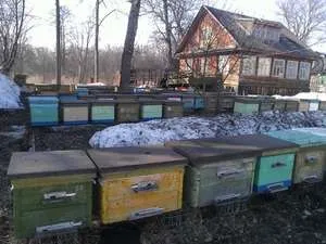 Як побудувати зимівник або бджоляник в сибіру своїми руками (сибіру) Як побудувати зимівник або бджоляник в сибіру своїми руками