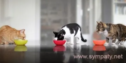 Як схуднути коту, як скласти здорову дієту для кота (скласти) Як схуднути коту, як скласти здорову дієту для кота