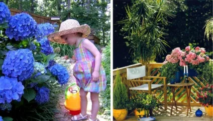 Як посадити і виростити гортензію на дачі (гортензія) Як посадити і виростити гортензію на дачі