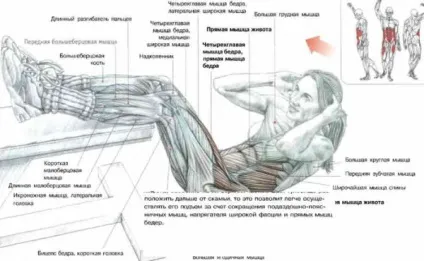 Як правильно качати прес дівчатам