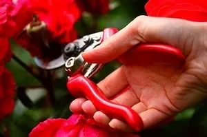 Як правильно зрізати троянди, дієві способи продовжити їм життя якомога довше, поради флористів (правильно) Як правильно зрізати троянди, дієві способи продовжити їм життя якомога довше, поради флористів