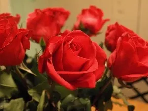 Як правильно зрізати троянди, дієві способи продовжити їм життя якомога довше, поради флористів (троянди) Як правильно зрізати троянди, дієві способи продовжити їм життя якомога довше, поради флористів