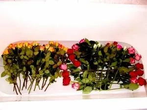 Як правильно зрізати троянди, дієві способи продовжити їм життя якомога довше, поради флористів (правильно) Як правильно зрізати троянди, дієві способи продовжити їм життя якомога довше, поради флористів