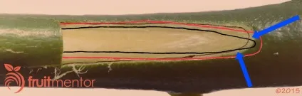 Як прищеплювати ниркою цитрусові дерева (прищеплювати) Як прищеплювати ниркою цитрусові дерева