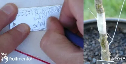 Як прищеплювати ниркою цитрусові дерева (прищеплювати) Як прищеплювати ниркою цитрусові дерева