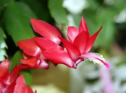 Як правильно доглядати за різдвяником (зигокактуси) (різдвяником) Як правильно доглядати за різдвяником (зигокактуси)