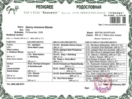Як правильно вибрати британського кошеня і не помилитися при покупці (вибрати) Як правильно вибрати британського кошеня і не помилитися при покупці