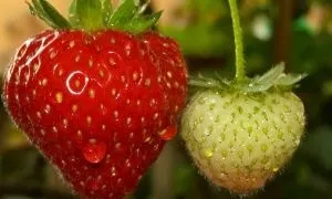 Як розморозити полуницю