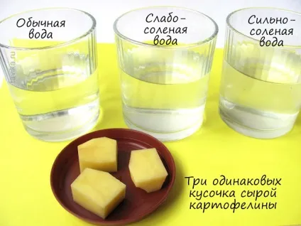 Як рослини п'ють досліди з рослинами (рослинами) Як рослини п'ють досліди з рослинами