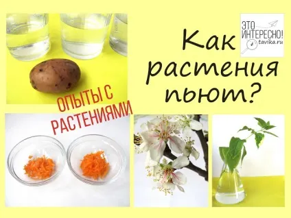 Як рослини п'ють досліди з рослинами (досліди) Як рослини п'ють досліди з рослинами