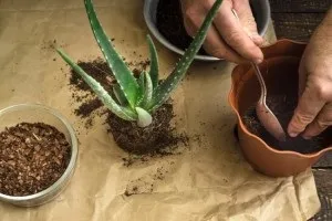 Як садити алое різними способами в домашніх умовах (садити) Як садити алое різними способами в домашніх умовах