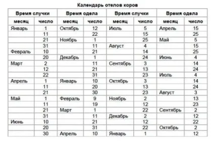 Як народжують корови (народжують) Як народжують корови