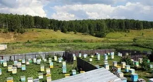 Як зробити пастку для ос своїми руками, кращі конструкції (своїми) Як зробити пастку для ос своїми руками, кращі конструкції