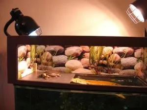 Як зробити тераріум для черепахи своїми руками, як кинути курити це може кожен! (Зробити) Як зробити тераріум для черепахи своїми руками, як кинути курити це може кожен!