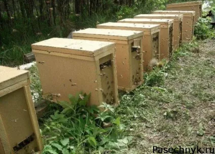 Як зробити пчелопакет своїми руками креслення і поради (своїми) Як зробити пчелопакет своїми руками креслення і поради