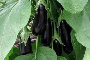 Як сіяти селеру