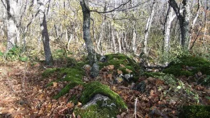 Як зібрати і висушити мох самому (зібрати) Як зібрати і висушити мох самому