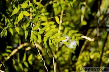 Як знімати фотографії з гарним боке поради та хитрості (Діафрагма Фокусна відстань) Як знімати фотографії з гарним боке поради та хитрості
