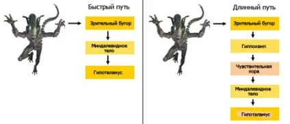 Як влаштований мозок мигдалеподібне тіло (публікації по нейротехнологій) Як влаштований мозок мигдалеподібне тіло