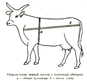Як вибрати молочну корову поради експертів - киргизкорм (тварин сільськогосподарського призначення) Як вибрати молочну корову поради експертів - киргизкорм