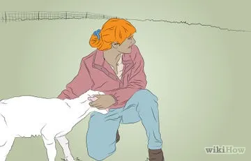 Як вибрати дійну корову