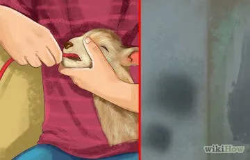 Як вибрати дійну корову