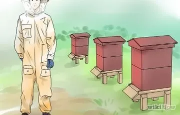 Як вибрати дійну корову