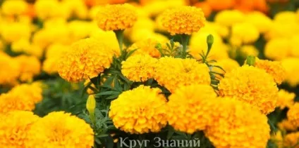 Як доглядати за чорнобривцями, проблеми і хвороби чорнобривців - коло знань (хвороби) Як доглядати за чорнобривцями, проблеми і хвороби чорнобривців - коло знань