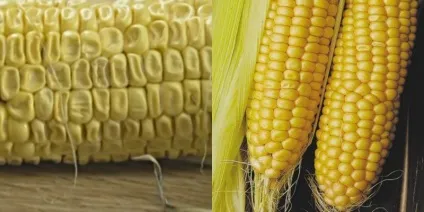 Як вибрати кукурудзу